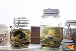 Santa Ninfa 19 11 2016 176.jpg